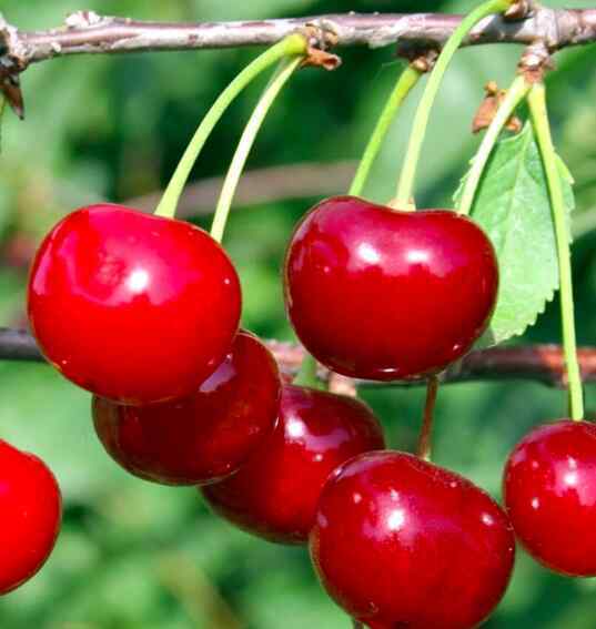 Дюк чудо вишня. Дюк опылители вишня. Дюк (гибрид черешни и вишни) чудо вишня. Дюк опылители вишня. Дюк опылители вишня.