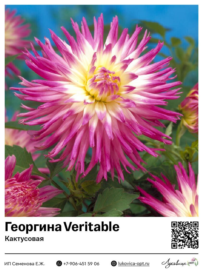 Георгина Veritable (Кактусовая) 1 шт