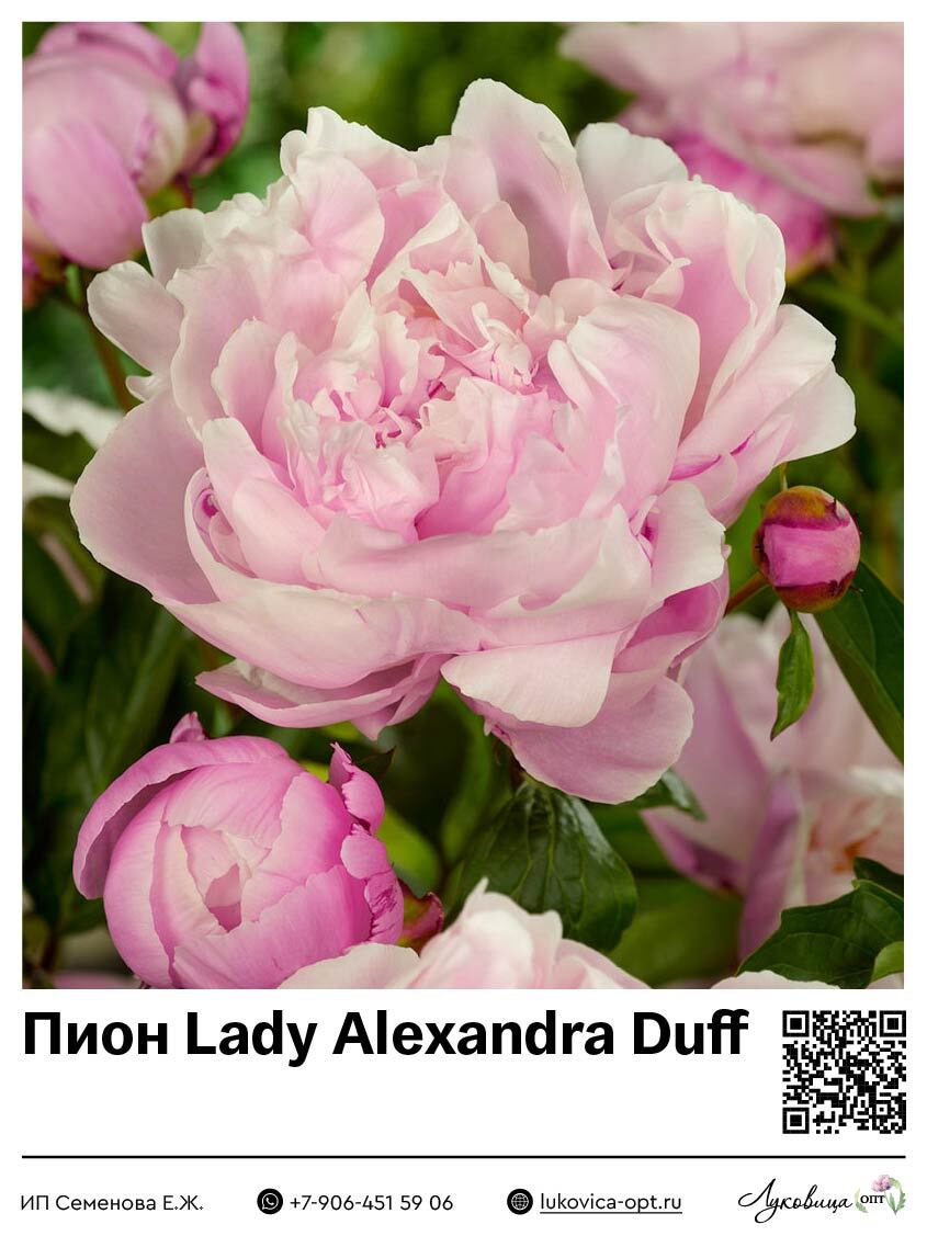 Пион Lady Alexandra Duff