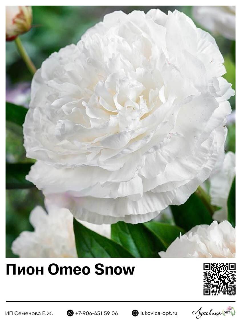 Пион Omeo Snow