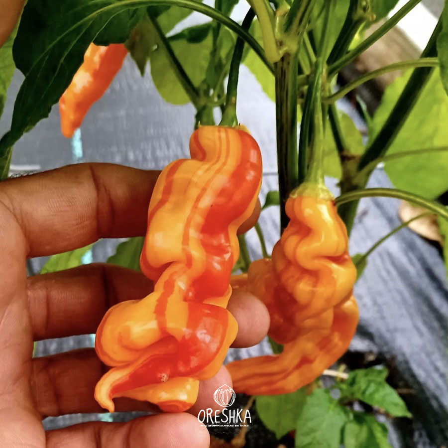Seeds of Hot pepper Sugar rush stripey (Capsicum)