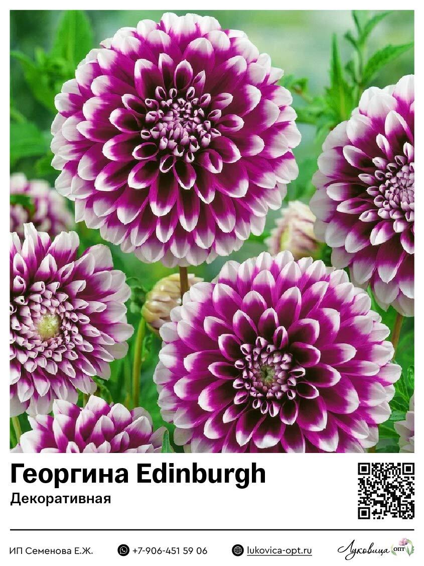 Георгина Edinburgh (Декоративная)