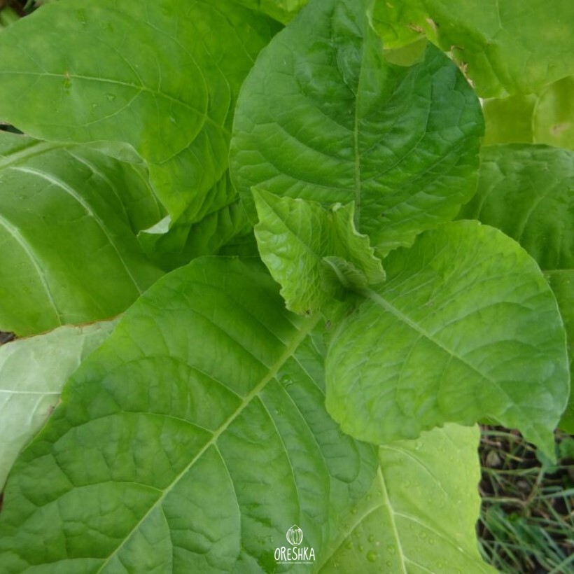 Seeds of Tobacco Sable 17 (Nicotiana tabacum) — 300 pcs
