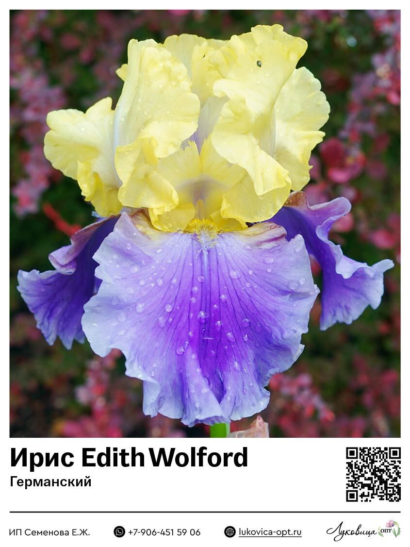 Ирис Edith Wolford (Германский) 1 шт