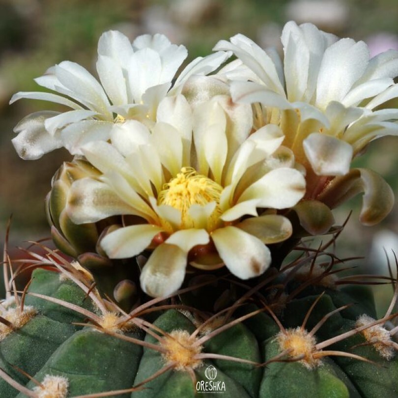 Seeds of Cactus Gymnocalycium ambatoense GN 915/3000 (Gymnocalycium ambatoense GN 915/3000) — 10 pcs