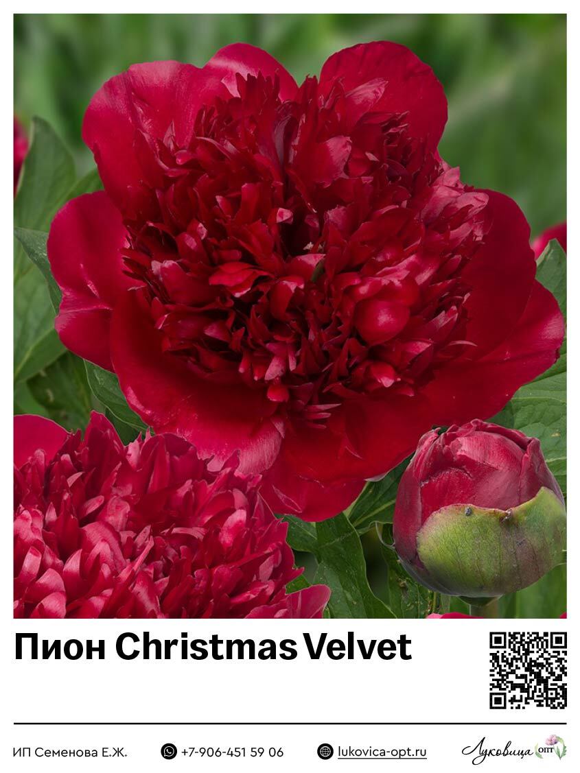 Пион кристмас. Пион Кристмас вельвет. Christmas Velvet пион. Пион (Paeonia) Charlies White.