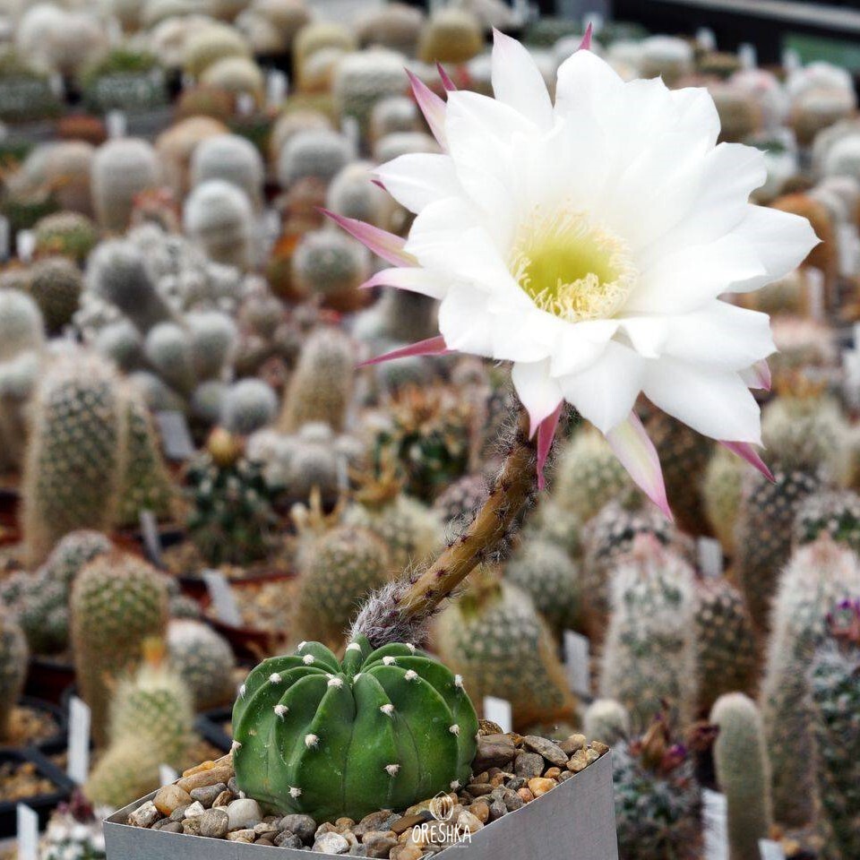 Seeds of Cactus Echinopsis leucantha VG 299 (Echinopsis leucantha VG 299) — 10 pcs