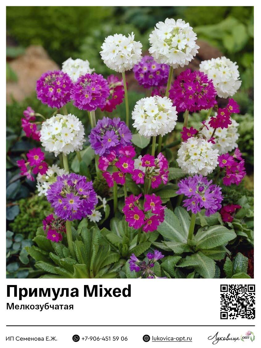 Примула [Первоцвет] Mixed (Мелкозубчатая)