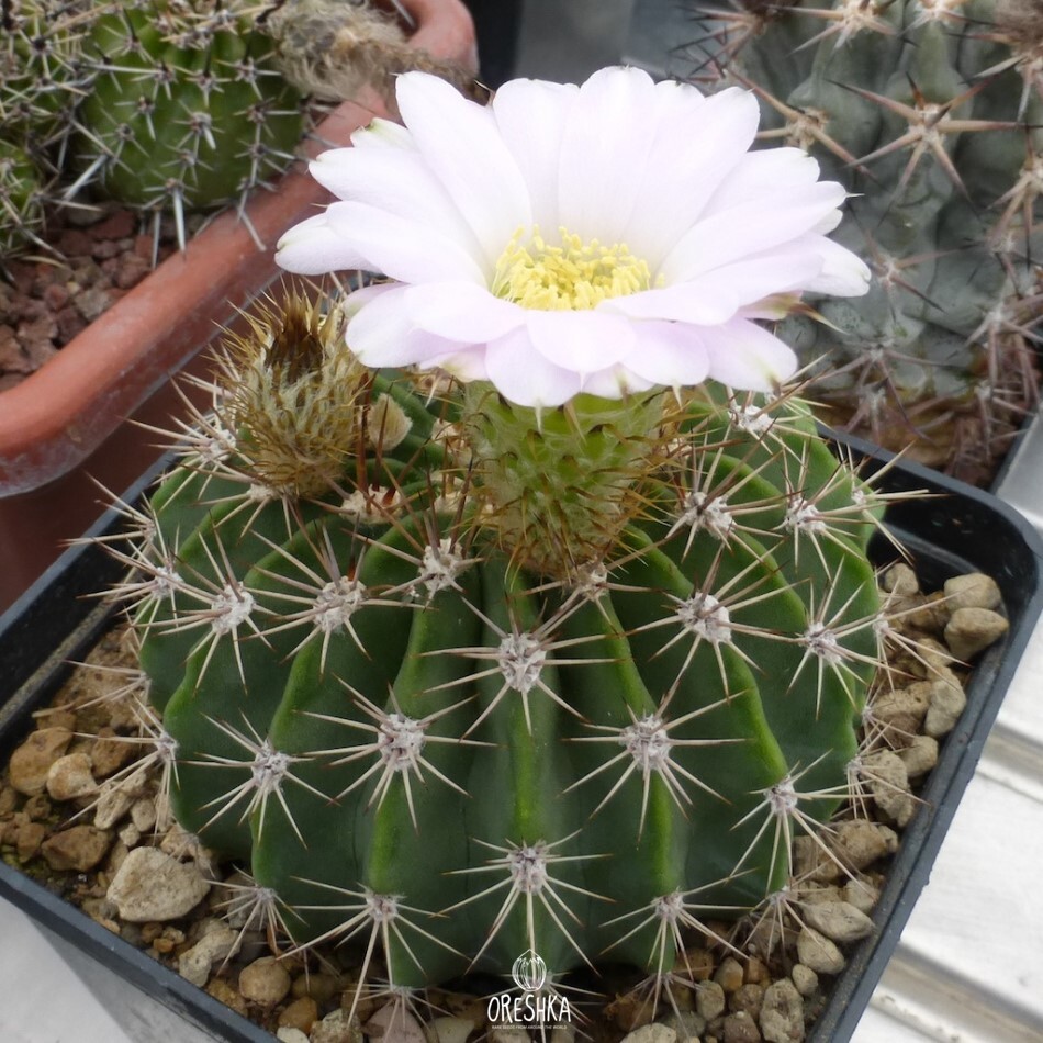 Seeds of Cactus Acanthocalycium klimpelianum P 91 (Acanthocalycium klimpelianum P 91) — 10 pcs