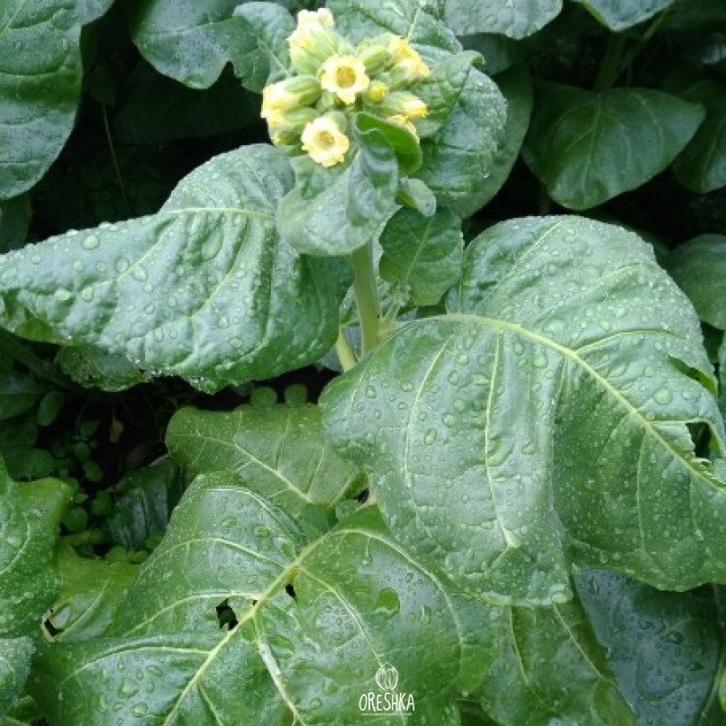 Seeds of shag Sultan Albanian (Nicotiana tabacum) — 300 pcs