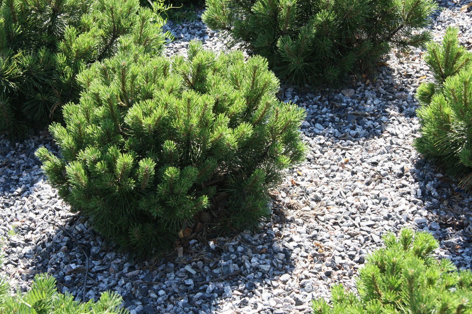 Pinus pumilio