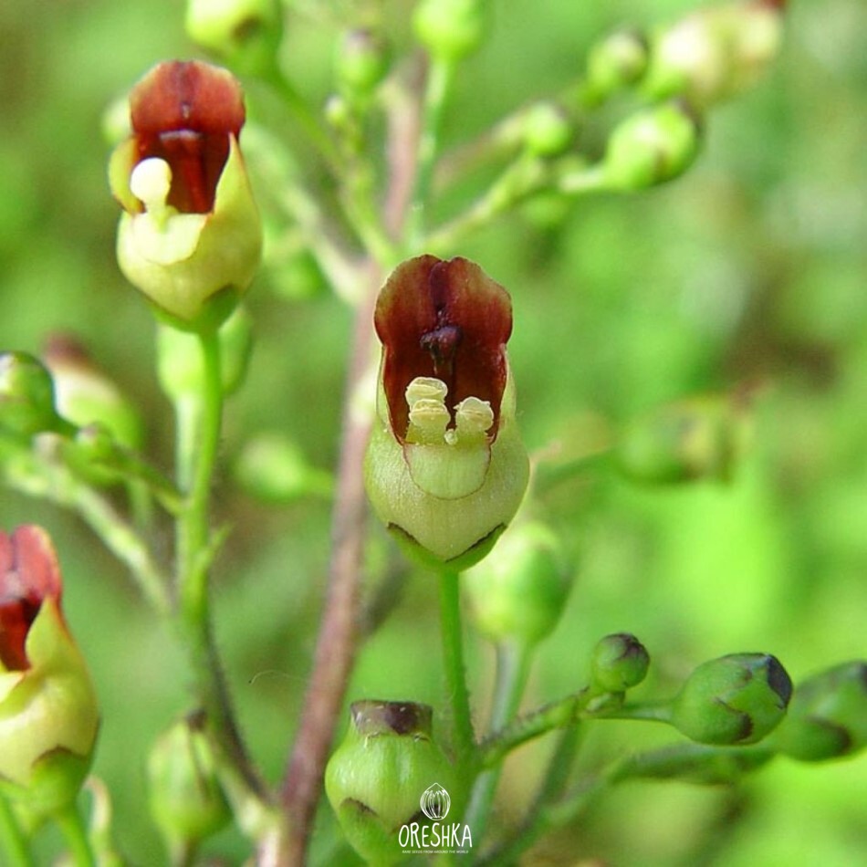 Seeds of Norichnik — 100 pcs