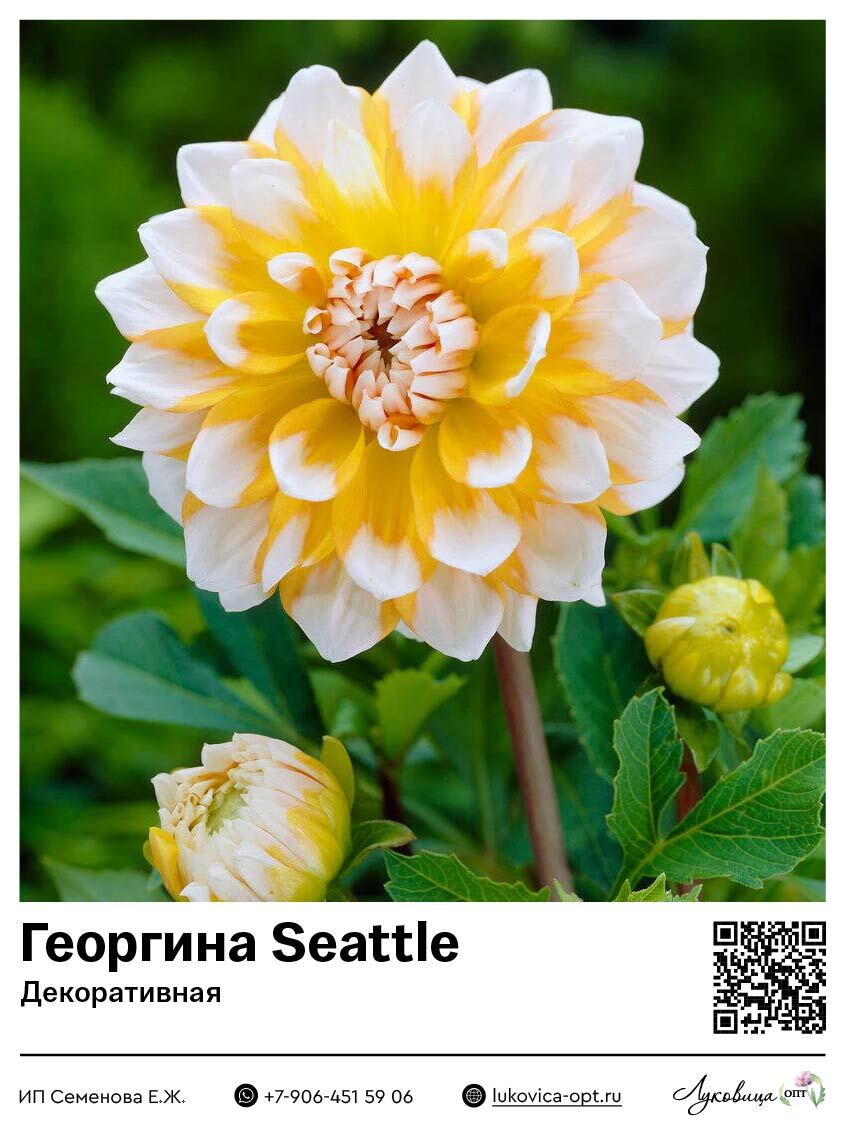 Георгина Seattle (Декоративная) 1 шт