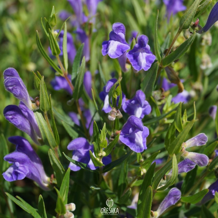 Seeds of Chinese skullcap (Scutellaria baicalensis) — 50 pcs