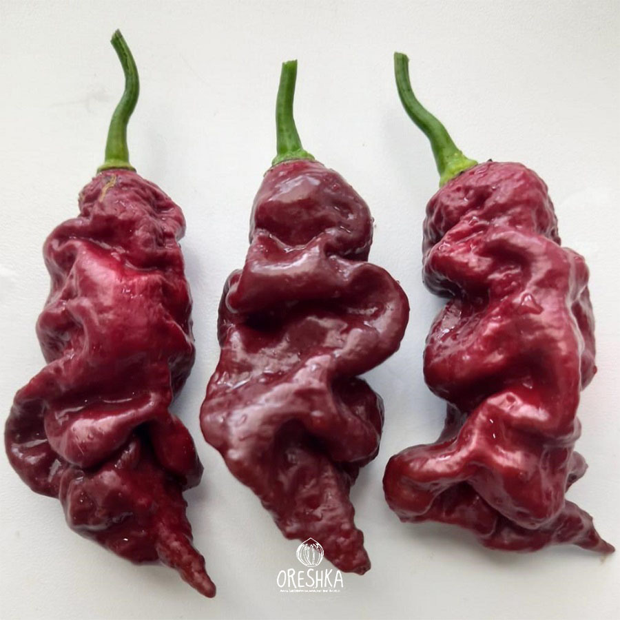 Seeds of Hot pepper Pandora Chocolate (Capsicum) — 5 pcs
