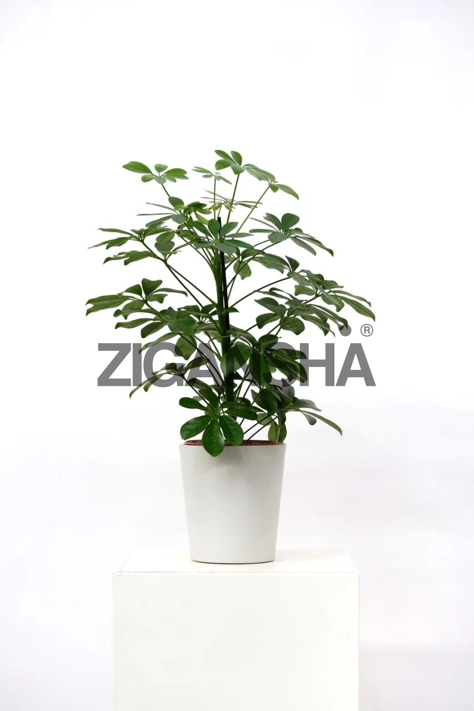 Шефлера древовидная