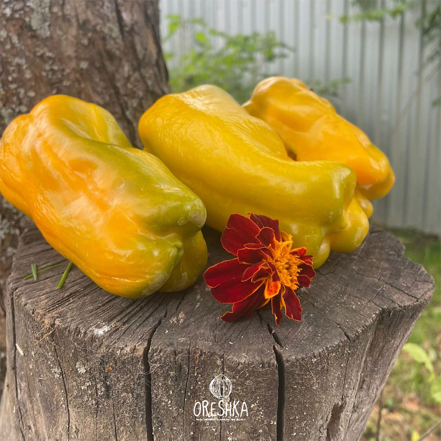 Seeds of Sweet pepper ⁠Giant of Mars yellow (Capsicum) — 5 pcs