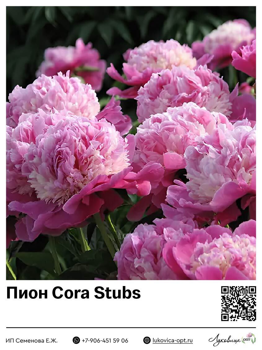 Пион эжени вердье. Гаршинка пионы. Пион lollipop (10-15см/с2-c3). Пион rosea plena. Пионы розовидные.