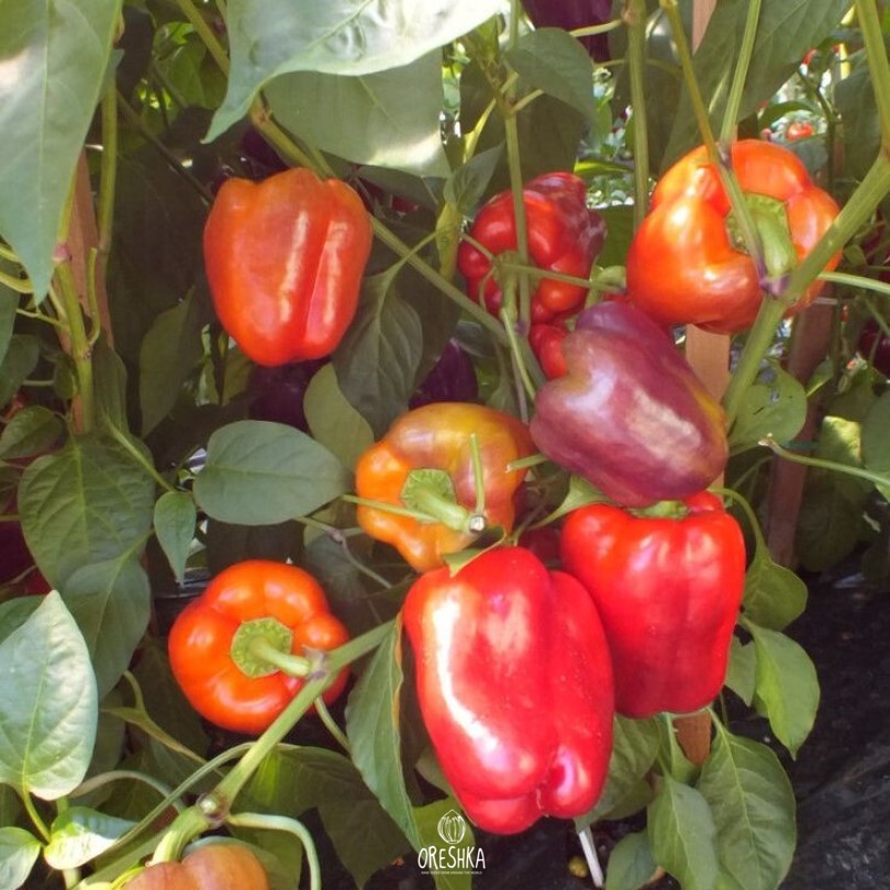 Seeds of Sweet pepper Iko-Iko (Capsicum) — 10 pcs