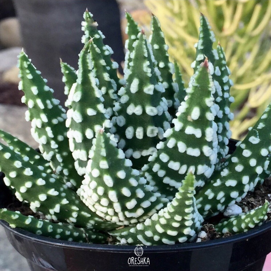 Succulent Seeds