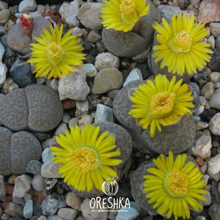 Seeds of Succulent Lithops fulviceps mix (Lithops fulviceps mix) — 10 pcs