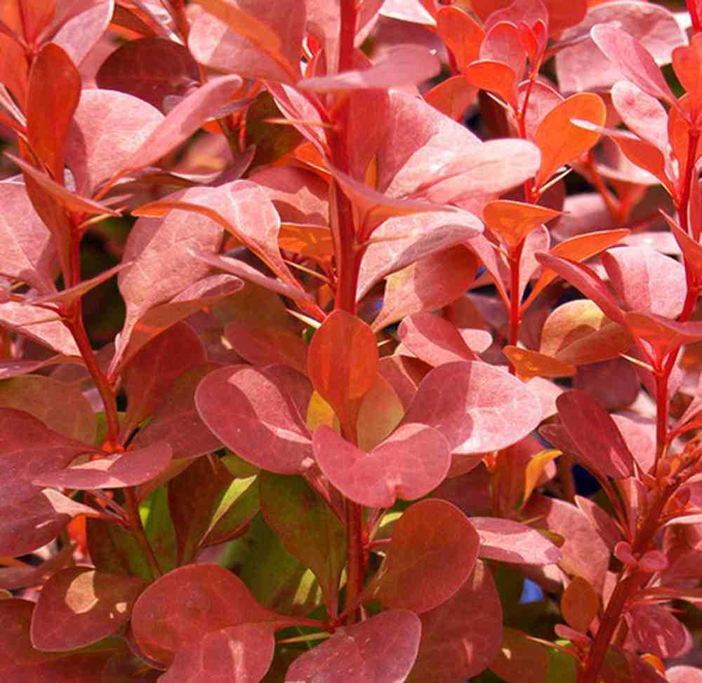 Редоранж. Барбарис Тунберга (Berberis thunbergii `Orange Rocket`). Барбарис оранж рокет. Барбарис Тунберга Orange Rocket. Барбарис Тунберга "Orange Rocket", оранж рокет.