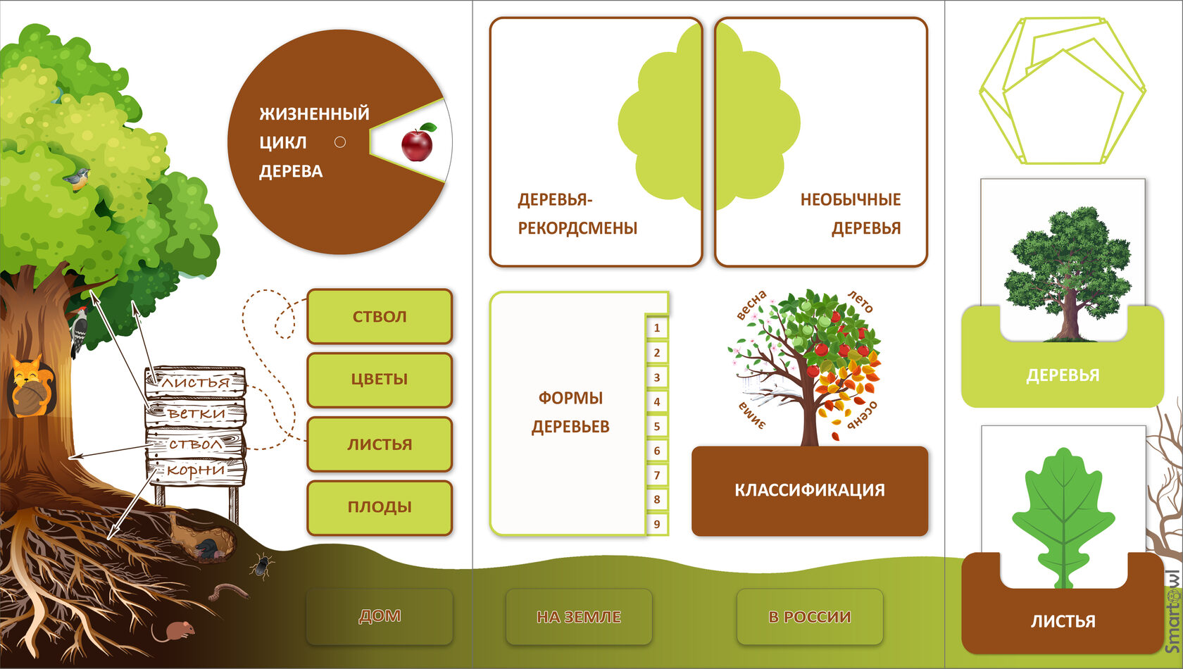 Схема модель дерева. Дерево для лэпбука. Лэпбук деревья. Строение дерева. Деревья строение дерева.
