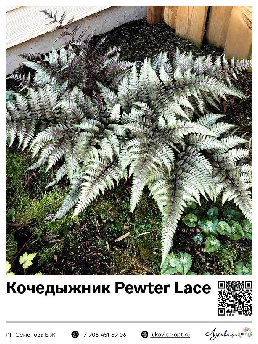 Кочедыжник Pewter Lace (Ниппонский) 1 шт