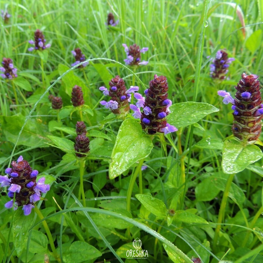 Черноголовка растение фото описание. Черноголовка обыкновенная - Prunella vulgaris l.. Прунелла Черноголовка многолетник. Черноголовка горлянка.