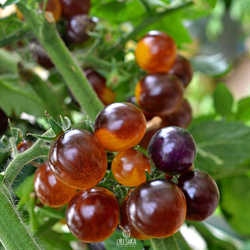 Seeds of Bocque tomato blue bumblebee (solanum lycopersicum) — 10 pcs