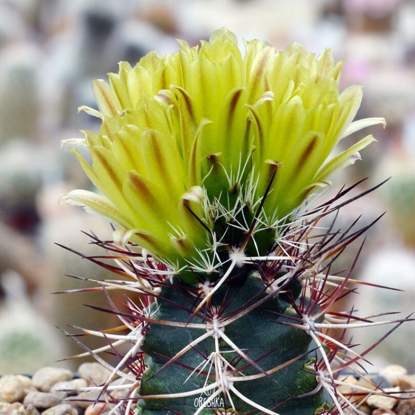 Seeds of Cactus Echinocereus davisii (Echinocereus davisii) — 10 pcs