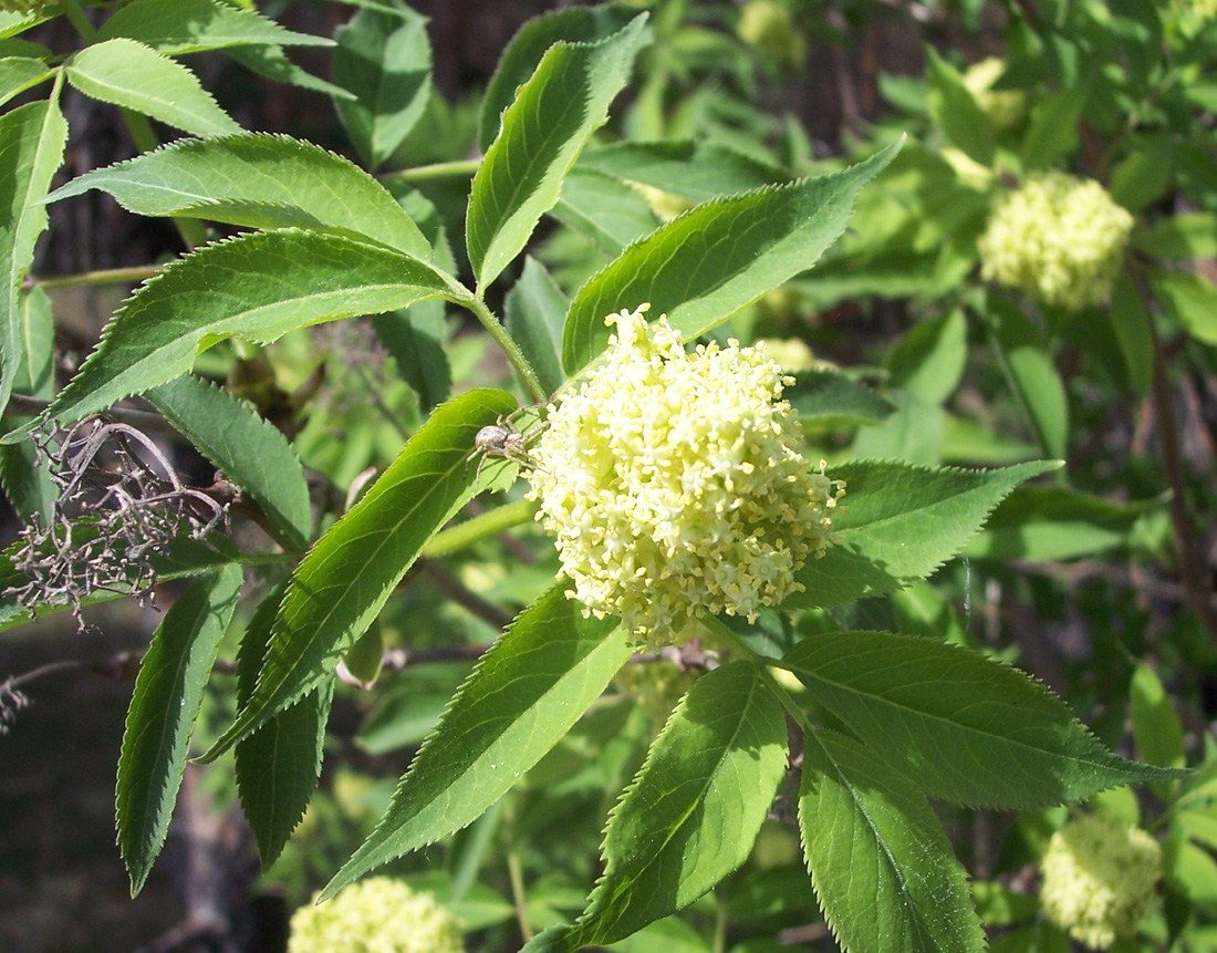 Бузина фото. Бузина Сибирская. Бузина Сибирская Sambucus sibirica. Бузина Сибирская (Sambucus racemosa l.). Бузина Сибирская (Sambucus racemosa subsp. Sibirica (Nakai) h. Hara).