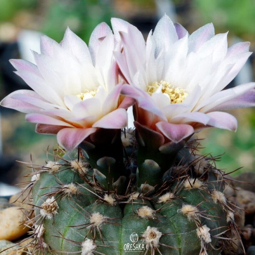 Seeds of Cactus Gymnocalycium taningaense P 212 (Gymnocalycium taningaense P 212) — 10 pcs