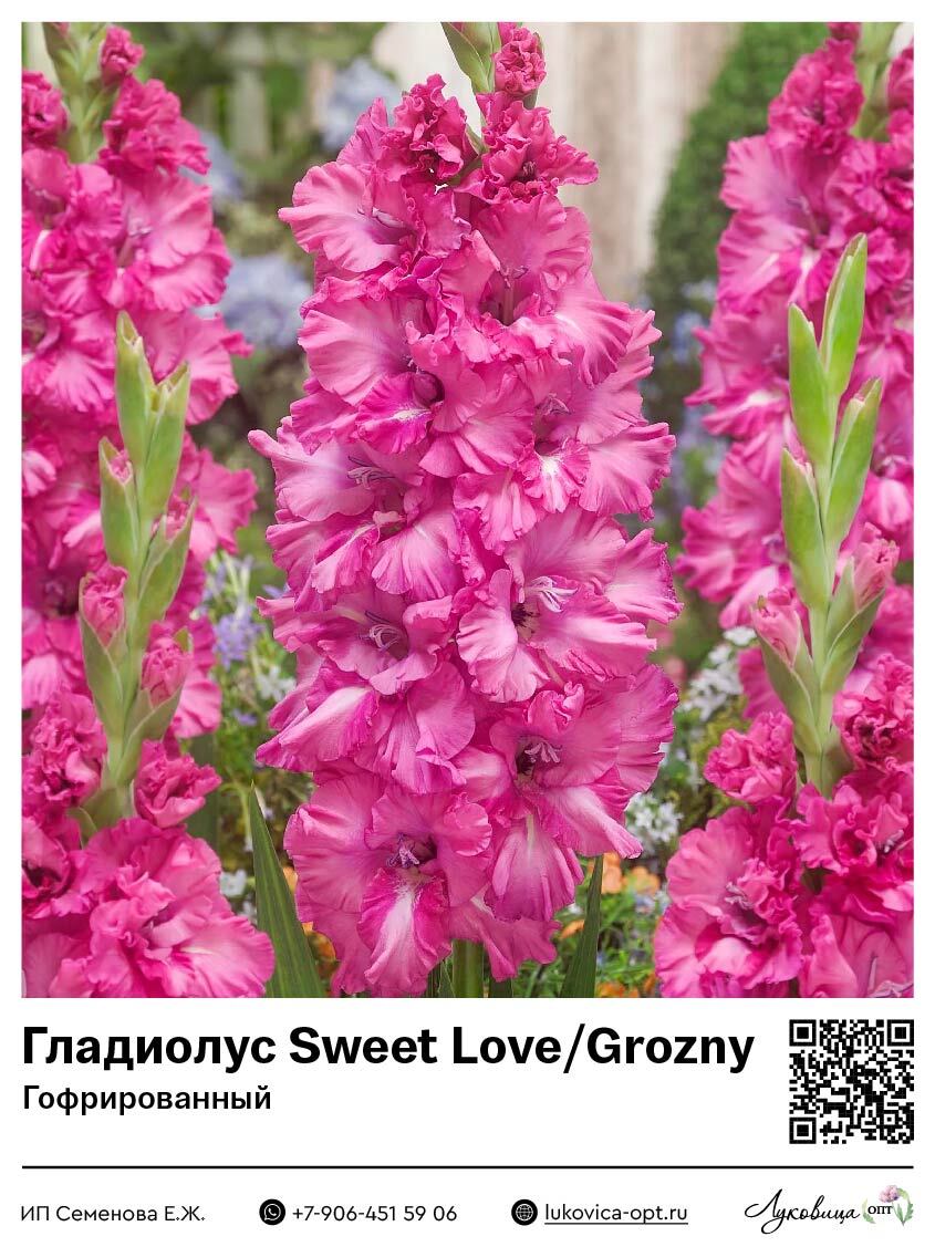 Гладиолус Sweet Love / Grozny (Гофрированный) 5 шт