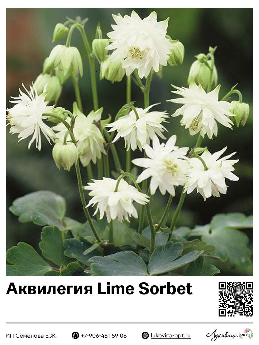 Аквилегия Lime Sorbet 1 шт