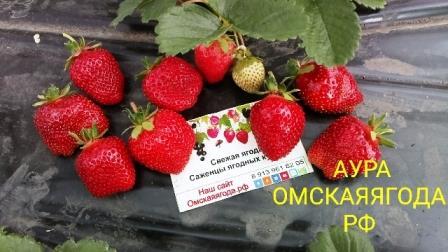 Купить саженцы Земляника Элиане в Москве и РФ. Описание сорта. Пункты самовывоза