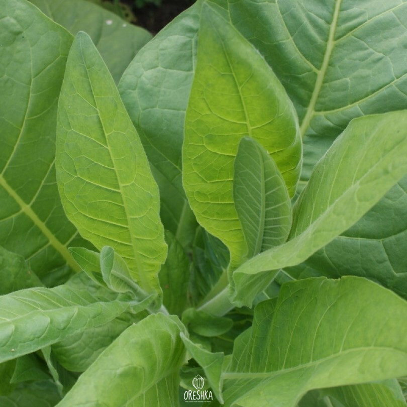 Seeds of Tobacco peremochez (Nicotiana tabacum) — 300 pcs