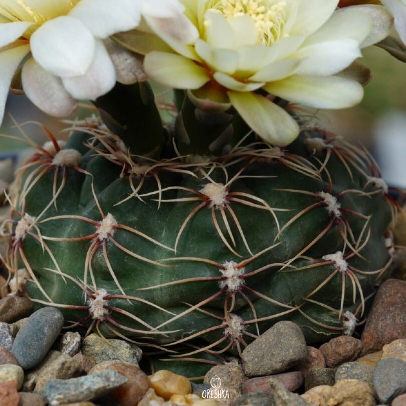 Seeds of Cactus Gymnocalycium amerhauseri v. altagraciense GN 1054 (Gymnocalycium amerhauseri v. altagraciense GN 1054) — 10 pcs