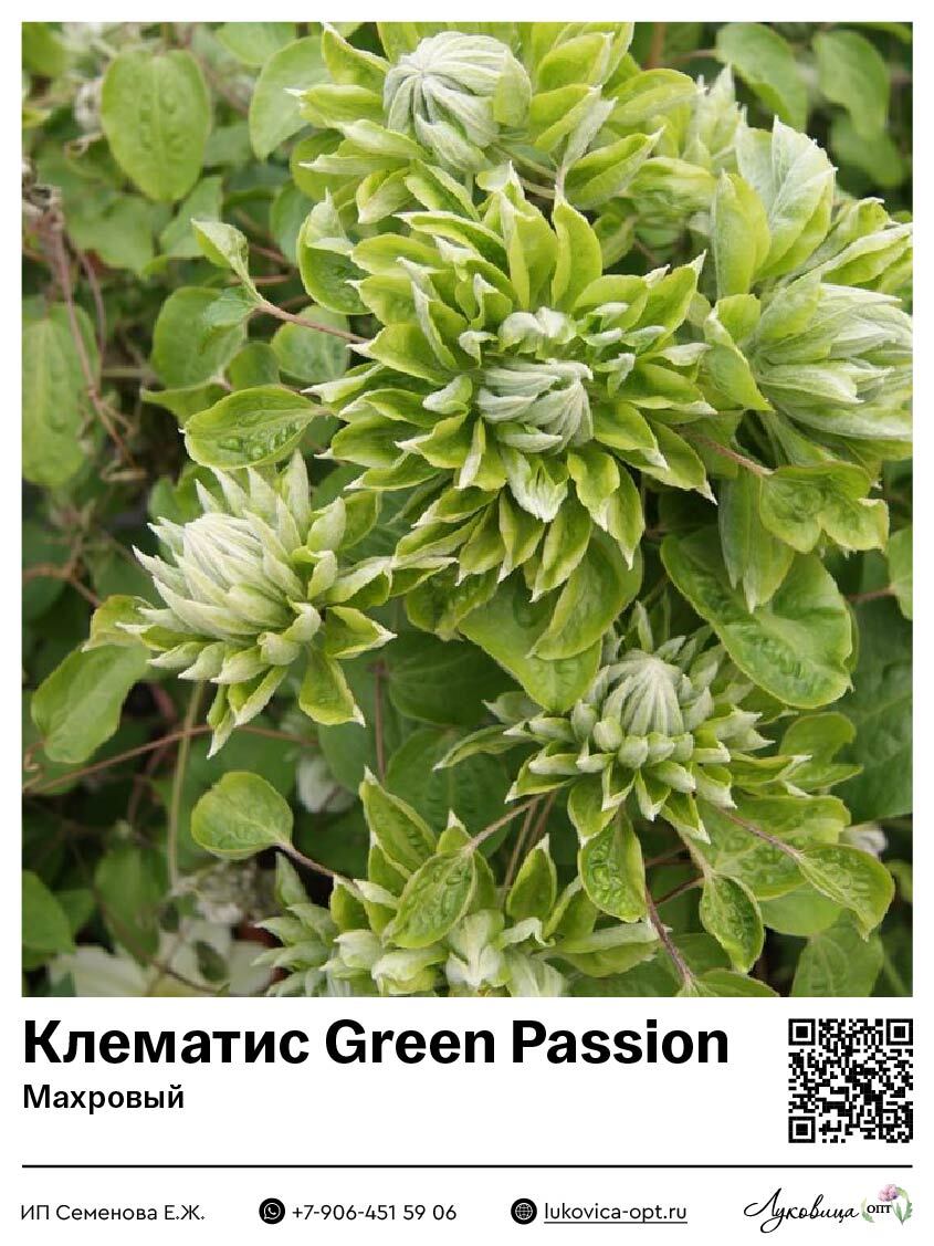Клематис Green Passion (Махровый)
