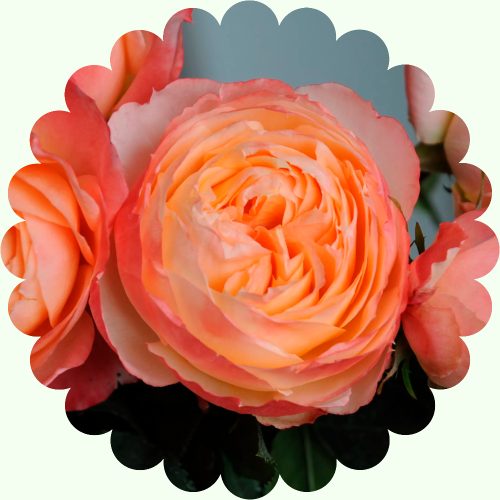 Роза Лоллипоп