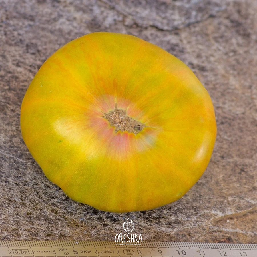 Seeds of Tomato Jarson 7 (solanum lycopersicum)