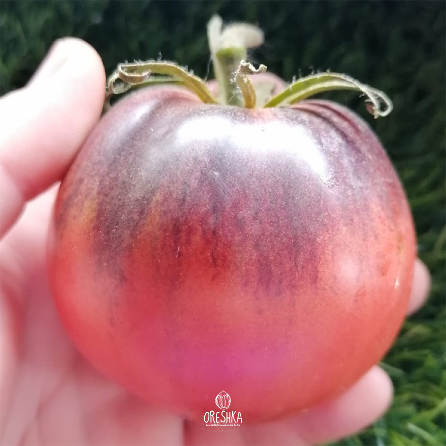 Seeds of Tomato ⁠Junior Sergeant (solanum lycopersicum) — 10 pcs