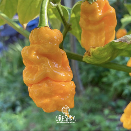 Seeds of Hot pepper T-Rex yellow (Capsicum) — 5 pcs