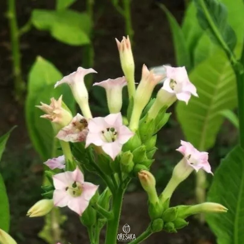 Seeds of Tobacco virginia dark (Nicotiana tabacum) — 300 pcs