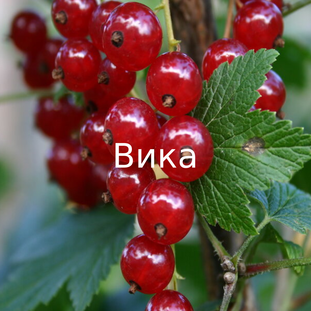 Вика
