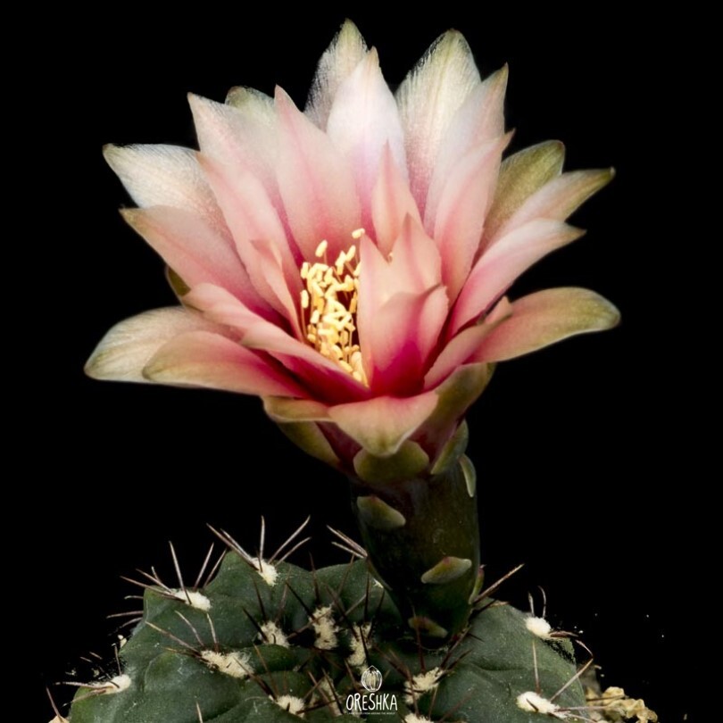 Seeds of Cactus Gymnocalycium terweemeanum (Gymnocalycium terweemeanum) — 10 pcs