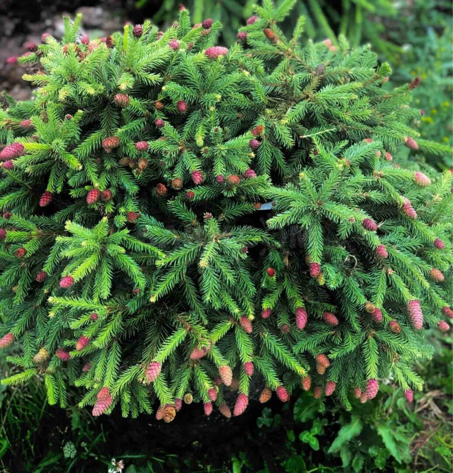 Picea abies. Ель обыкновенная Pusch. Ель обыкновенная Акрокона. Ель Акрокона пуш. Picea Abies pygmaea.