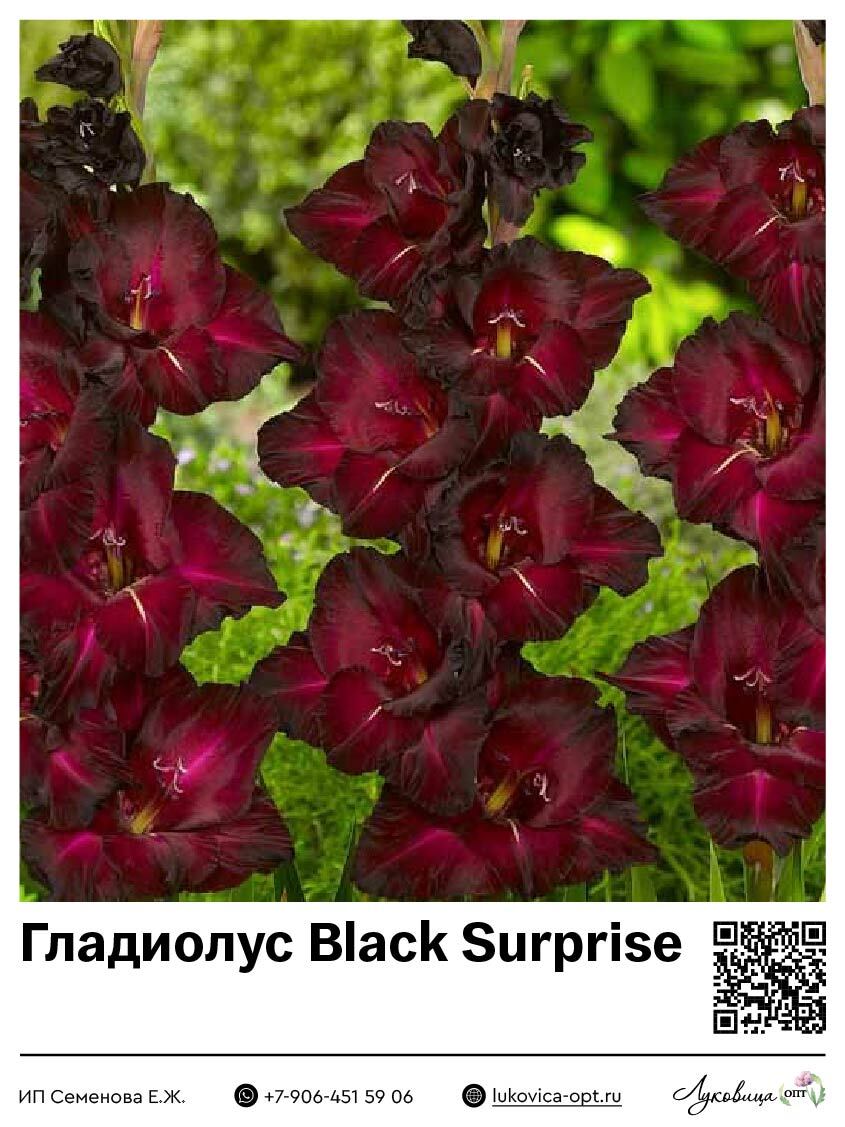 Гладиолус Black Surprise 5 шт