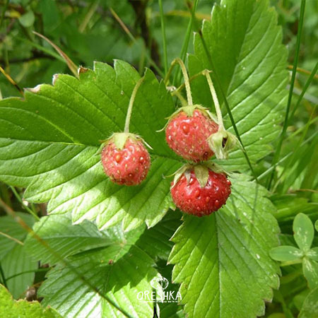 Seeds of Fragaria viridis — Wild strawberries - 30 pcs