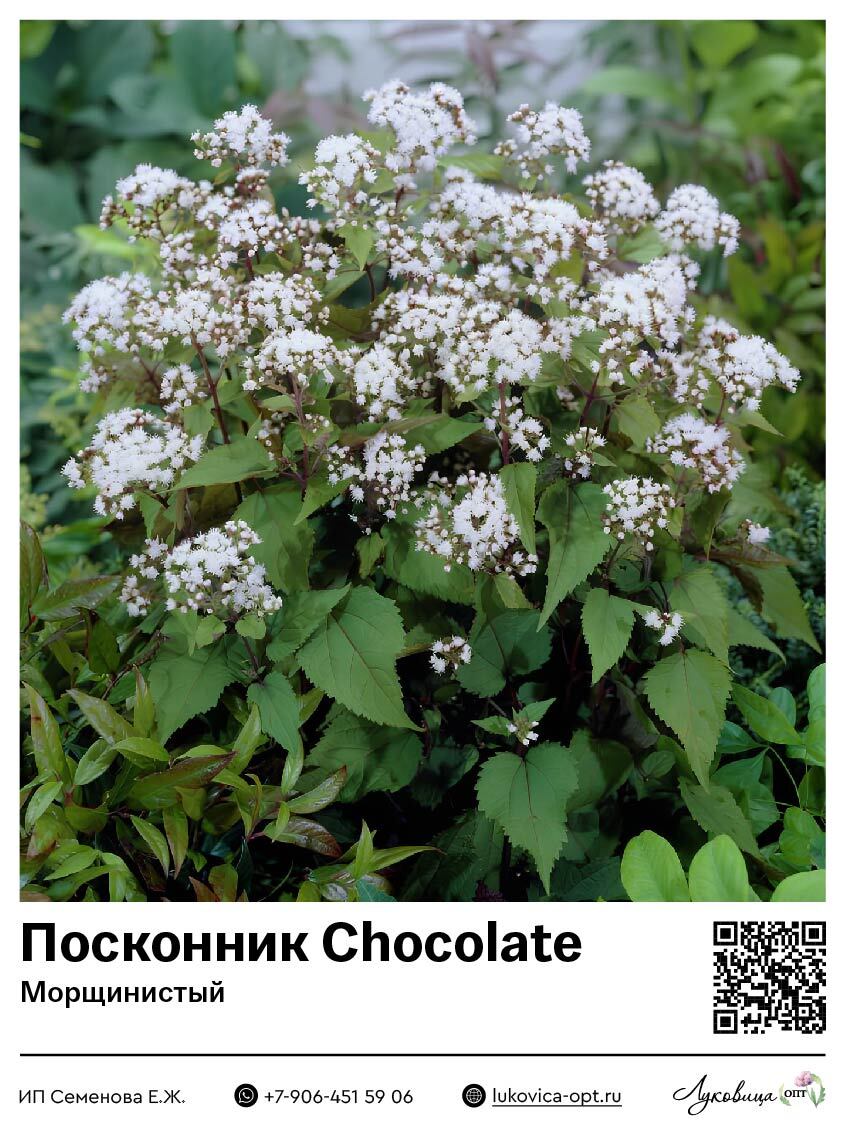 Посконник Chocolate (Морщинистый) 1 шт